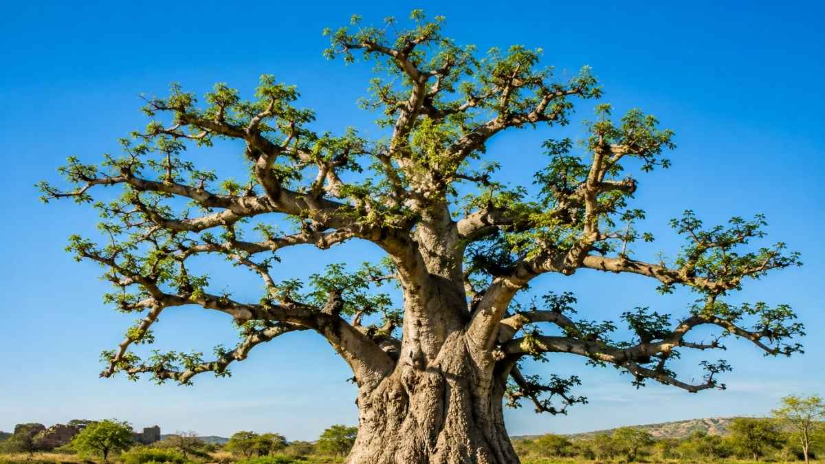 Khurasani Imli Gets GI Tag History and Significance of Mandu’s Heritage Fruit  (1)